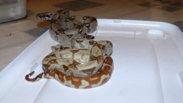 DSCF8811.jpg