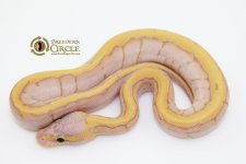 16BananaLemonBlastM16-60g.jpg