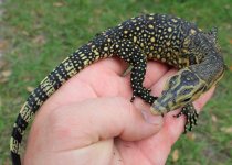 Obi Island Water Monitor1.jpg