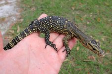 Obi Island Water Monitor.jpg