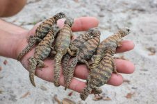 Ornate Uromastyx.jpg