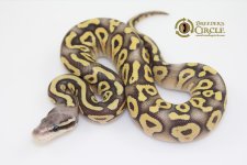 16PastaveOrangeGhostF12-90g.jpg