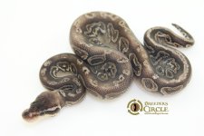16BlackPewterTrickM16359-85g.jpg