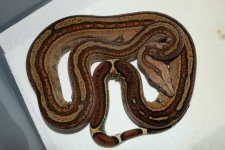 IMG_4572.jpg