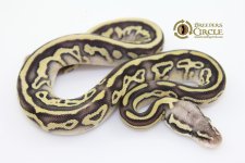 16LeopardPastelLesserVanillaPossYellowbelly50%HetClownF16397.jpg