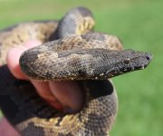 Viper Boa.jpg