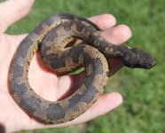 Viper Boa1.jpg