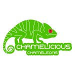 chamelicious_chameleons_B.jpg