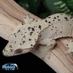 super-dalmatian-crested-gecko-Dc51T.jpg