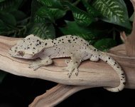 super-dalmatian-crested-gecko-Dc51b.jpg