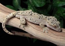 super-dalmatian-crested-gecko-Dc51c.jpg