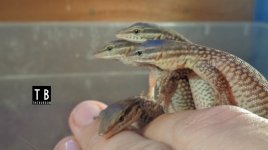 Hatchlings01.jpg