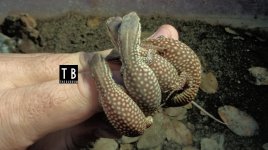 Hatchlings03.jpg