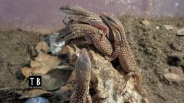Hatchlings02.jpg
