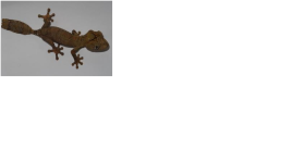 guen2.png