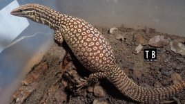 YA_Ocelot_10-03-16_007.jpg