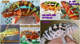15219596_1240200489372074_3186070658956296139_n.jpg