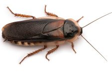 450-12776047-closeup-of-brown-dubia-roach.jpg