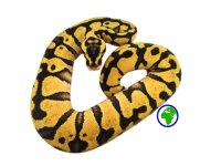 F Pastel Enchi Het clown.jpg