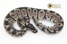 16LeopardVPIAxanthicM16377-90g.jpg