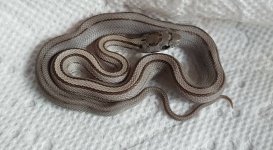 babystripe.jpg