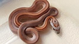 babystripe2.jpg