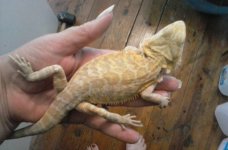 LB Yellow hypo ht.jpg