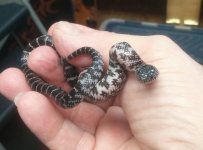 axanthic ks (2).jpg