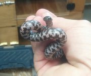 axanthic ks.jpg