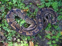 98-Proven breeder Normal female #170 1500 gm $100.00.jpg