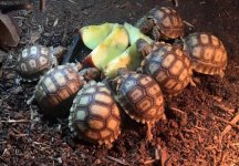 sulcata hatchlings.jpg