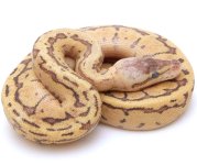 Leopard gecko pic (5).jpg