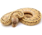 Leopard gecko pic (6).jpg