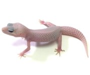 ALBINO TREMPER SUPER SNOW W:Y LEOPARD GECKO - #V-I6-80416-1-1.jpg