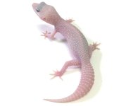 ALBINO TREMPER SUPER SNOW W:Y LEOPARD GECKO - #V-I6-80416-1-2.jpg