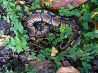 72-2016 het Albino female #1 70 gm $95.00.jpg