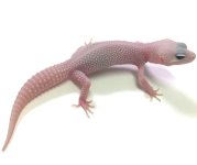 ALBINO TREMPER SUPER SNOW W:Y LEOPARD GECKO - #V-I6-80416-1.jpg
