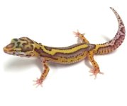 BOLD BELL LEOPARD GECKO - #S-S3-70516-02.jpg