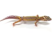 BOLD BELL LEOPARD GECKO - #S-S3-70516-02-1.jpg