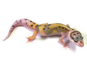 BOLD TANGERINE SNOW POS HET RAPTOR LEOPARD GECKO- #Z-I8-90616-1.png