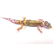 BOLD TANGERINE SNOW POS HET RAPTOR LEOPARD GECKO- #Z-I8-90616-1-1.png