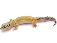 HET TREMPER .jpg