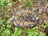 53-2015 het Red axanthic male #1  300 gm $60.00.jpg