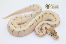16EnchiQueenSpinM16246-60g.jpg
