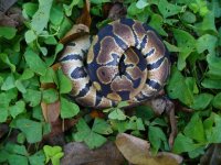 102-2016 het Albino male #2 90 gm $45.00.jpg
