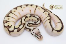 16CalibeePossMochaF1-85g.jpg