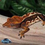 Male-tri-color-Crested-Gecko.jpg