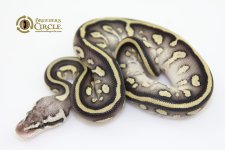 16LeopardPastelLesserM16252-60g.jpg