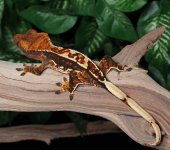Male-tri-color-Crested-Gecko-Mi74b.jpg