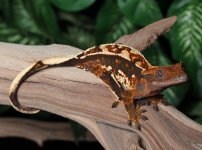 Male-tri-color-Crested-Gecko-for-sale-Mi74c.jpg